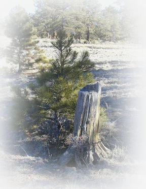 An old tree stump captured our attention while exploring the property........The NorthEast section of the Ranch is heavily Forested with Ponderosa Pine, Blue Spruce and Aspen trees.......