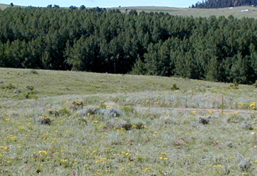 Aspen Grove on South section of the property