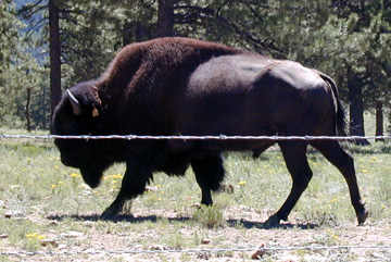 Buffalo herd on the way to the Duke's Ranch