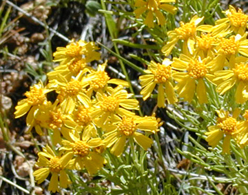 Wildflowers on property - July 16th, 2001