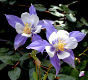 The Mountain Columbine - God's thoughts in physical form