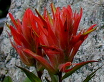 Indian Paintbrush
