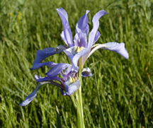 Rocky Mountain Iris/Blue Flag