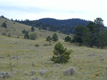 View from the NorthWest corner of the ranch toward the Ranch House and Workshop........ 300 square miles of National Forest borders the East side of the Ranch........