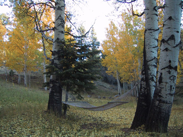 A Hammock in a Grove of Aspen trees next to the main residence.......