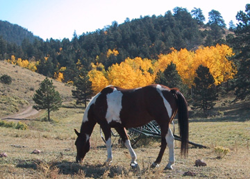 If you have a Horse you will always have a Friend.........