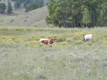 Longhorn Cattle graze on the Ranch..........