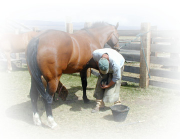 Appaloosa Gelding - "Arizona Rain" gets some new Horseshoes.......