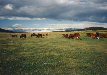 Lush pastures of green grass provide food for Cattle, Horses, Elk and Pronghorn Antelope.......