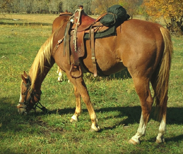 If you have a Horse you will always have a Friend.......