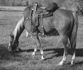 Every Barn needs a Horse........