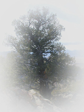 The Ancient and Twisted Pine tree at the West edge of the property........