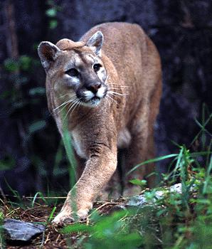 real puma